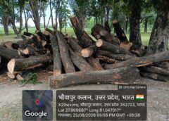 *धौरहरा में 15 देसी आम के पेड़ों की कटान पर घमासान, परमिट की शर्तों पर उठे सवाल — वन विभाग की चुप्पी पर भी सवाल*